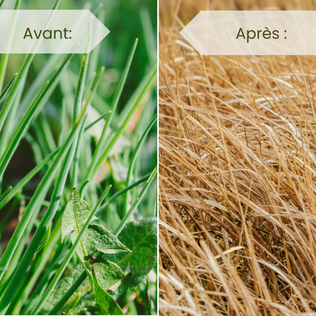 Herbicide Systémique Total à Base de Glyphosate pour Entretien des Cultures et Espaces Verts